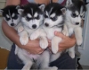 Gorgeous-lovely-siberian-husky-puppies-for-adoption