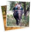 Taking-a-Wildlife-Tour-of-National-Parks-in-India